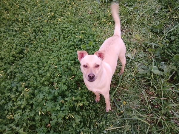 Terry tenera cagnolina taglia medio piccola cerca casa  Foto 2